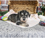 Esme - Female Schnauzer (Miniature) Puppy for Sale - Photo #2