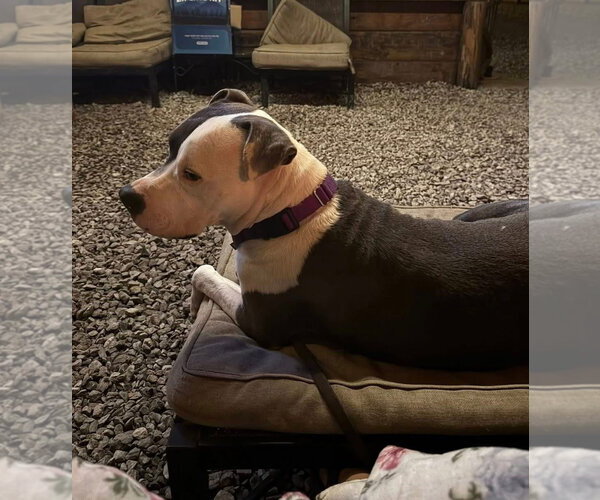 Medium Photo #5 American Pit Bull Terrier-Unknown Mix Puppy For Sale in Oakhurst, NJ, USA