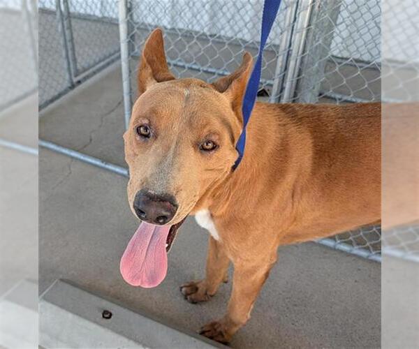 Medium Photo #1 Basenji-Unknown Mix Puppy For Sale in Bakersfield, CA, USA