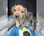 Small #4 Labrador Retriever Mix
