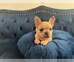 Small #21 French Bulldog