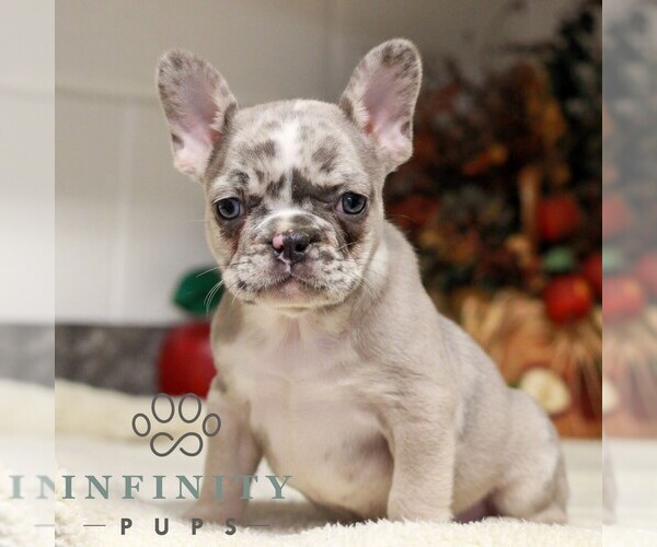 Medium Photo #5 French Bulldog Puppy For Sale in EAST EARL, PA, USA