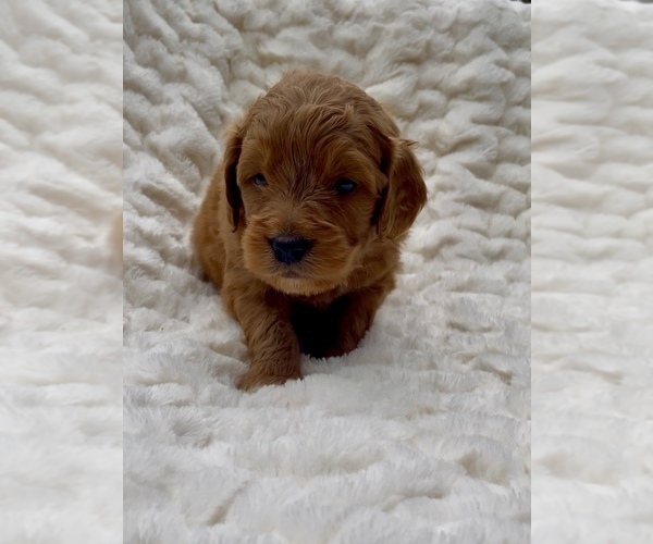 Medium Photo #1 Goldendoodle (Miniature) Puppy For Sale in RANDOLPH, WI, USA