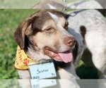 Small Photo #10 Beagle Puppy For Sale in Tampa, FL, USA
