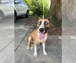 Small Boxer-Huskies  Mix