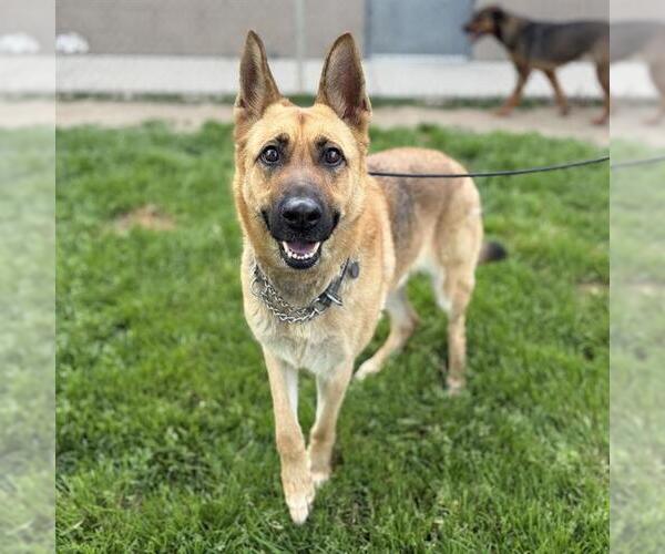 Medium Photo #1 German Shepherd Dog Puppy For Sale in Modesto, CA, USA