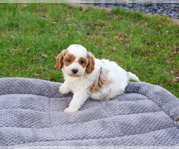 Medium Photo #5 Cavapoo (Miniature) Puppy For Sale in SYRACUSE, IN, USA