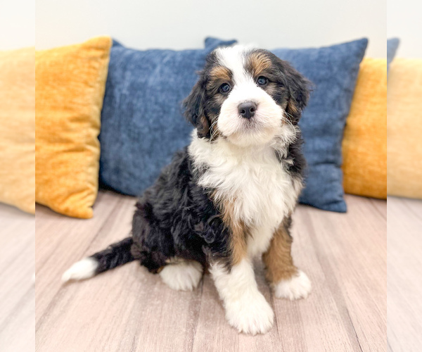 Medium Photo #6 Bernedoodle (Miniature) Puppy For Sale in DUNDEE, OH, USA