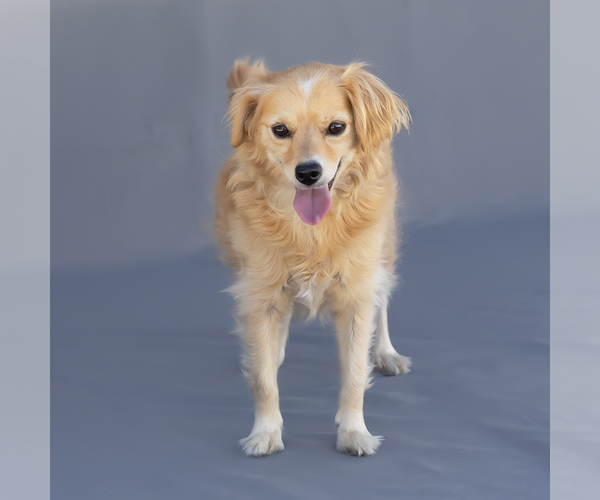 Medium Photo #2 Spaniel-Unknown Mix Puppy For Sale in Pasadena, CA, USA