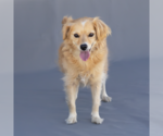 Small #1 Spaniel Mix