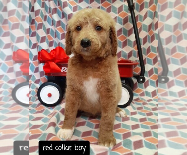 Medium Photo #1 Labradoodle Puppy For Sale in SALUDA, SC, USA