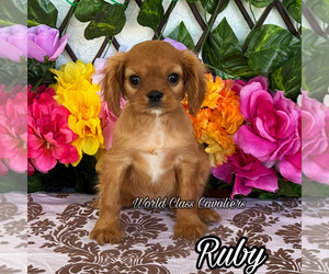 Cavalier King Charles Spaniel Puppy for sale in MIAMI, FL, USA