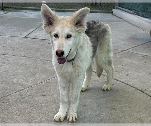 Medium Photo #3 Siberian Husky-Unknown Mix Puppy For Sale in Martinez, CA, USA