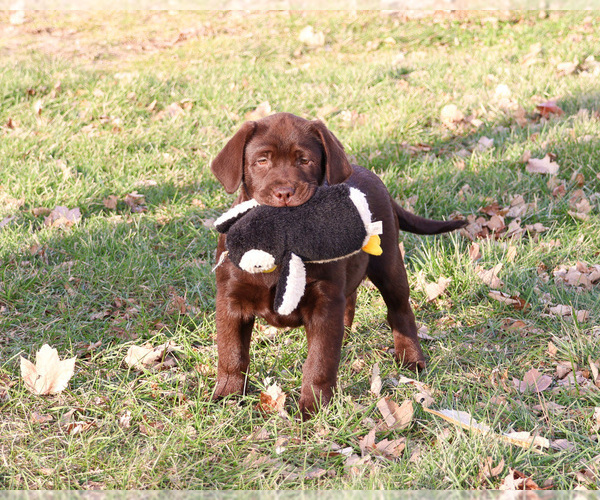 Medium Photo #1 Labrador Retriever Puppy For Sale in SYRACUSE, IN, USA