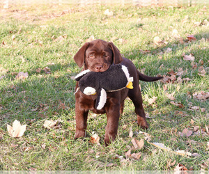Labrador Retriever Puppy for sale in SYRACUSE, IN, USA