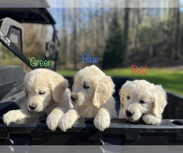 Full screen Photo #1 English Cream Golden Retriever Puppy For Sale in DAHLONEGA, GA, USA