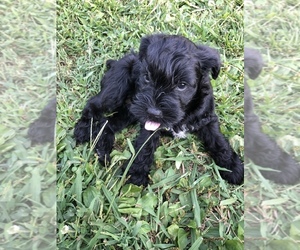 Schnauzer (Miniature) Puppy for sale in SWEETWATER, TN, USA