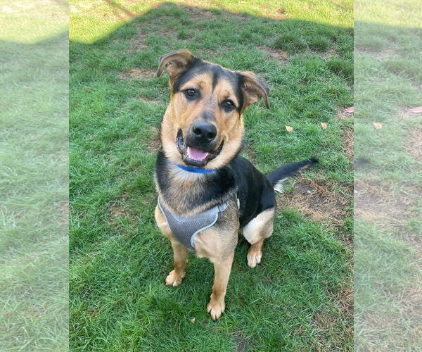 Medium Photo #1 German Shepherd Dog-Unknown Mix Puppy For Sale in Rochester, NY, USA