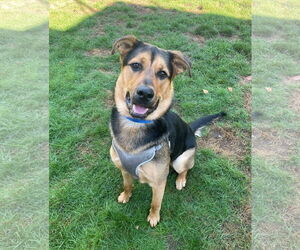 German Shepherd Dog-Unknown Mix Dogs for adoption in Rochester, NY, USA