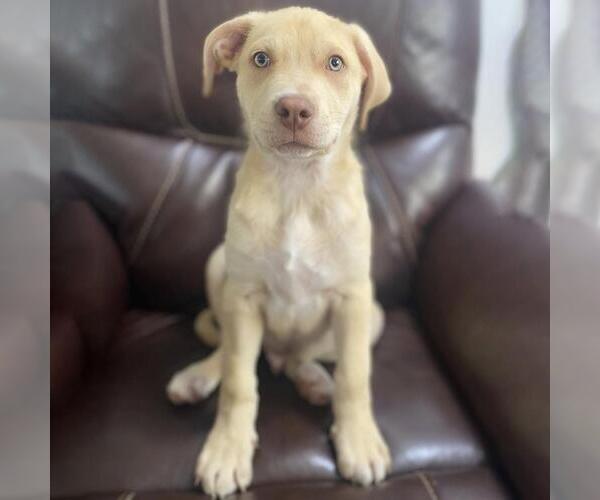 Medium Photo #23 Labrador Retriever-Unknown Mix Puppy For Sale in San Diego, CA, USA