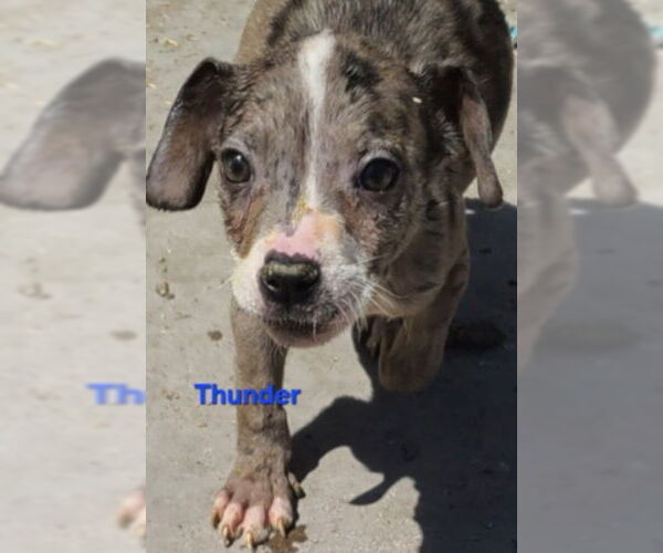 Medium Photo #5 Catahoula Leopard Dog-Unknown Mix Puppy For Sale in Minneapolis, MN, USA
