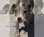 Small #4 Catahoula Leopard Dog Mix
