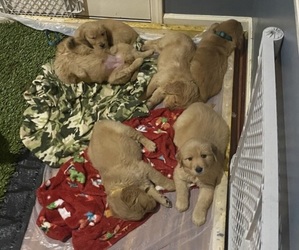 Golden Retriever Puppy for sale in TUSCALOOSA, AL, USA