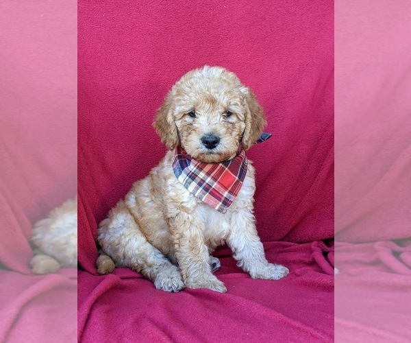 Medium Photo #3 Labradoodle Puppy For Sale in WILLOW STREET, PA, USA