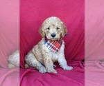 Small Photo #3 Labradoodle Puppy For Sale in WILLOW STREET, PA, USA