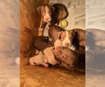 Small Photo #7 American Staffordshire Terrier Puppy For Sale in WALDORF, MD, USA