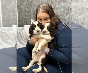 English Springer Spaniel Puppy for sale in OLYMPIA, WA, USA