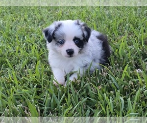 Miniature Australian Shepherd Puppy for sale in ELIZABETH CITY, NC, USA