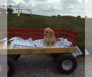 Cavachon Puppy for sale in MILLERSBURG, OH, USA