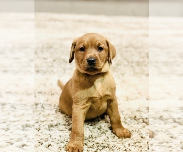 Medium Photo #4 Labrador Retriever Puppy For Sale in STEVENS, PA, USA