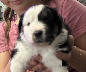 Miniature American Shepherd Puppy for sale in IRVINGTON, KY, USA