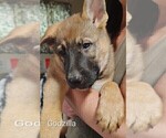 Small #1 German Shepherd Dog