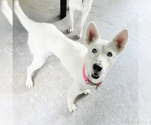 Medium Photo #3 Siberian Husky-Unknown Mix Puppy For Sale in Washington, DC, USA