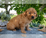 Small Photo #20 Golden Retriever Puppy For Sale in WOLCOTTVILLE, IN, USA