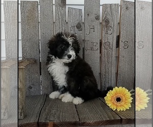 Miniature American Shepherd-Poodle (Miniature) Mix Puppy for sale in FREDERICKSBURG, OH, USA