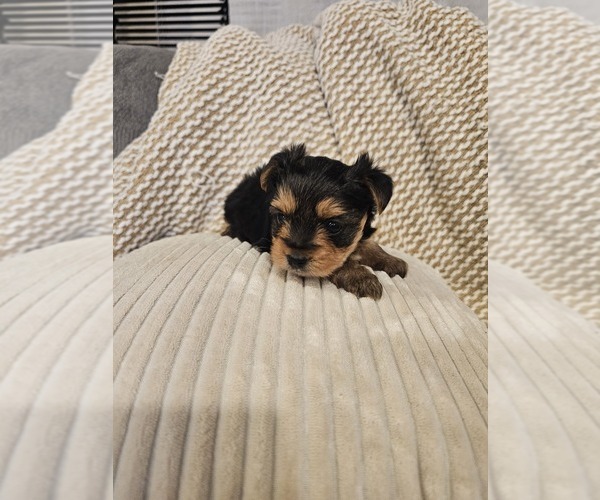 Medium Photo #4 Yorkshire Terrier Puppy For Sale in SALEM, OR, USA