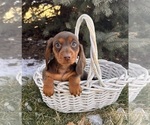 Small #2 Dachshund