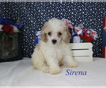 Image preview for Ad Listing. Nickname: Sirena