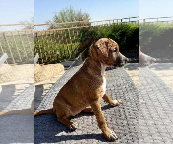 Medium Photo #4 Mutt Puppy For Sale in Cave Creek, AZ, USA