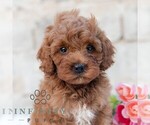Small #3 Cavapoo (Miniature)