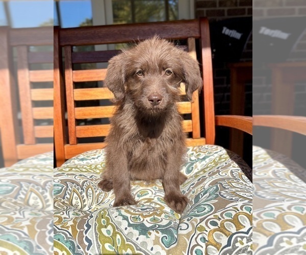 Medium Photo #5 Labradoodle Puppy For Sale in NOBLESVILLE, IN, USA