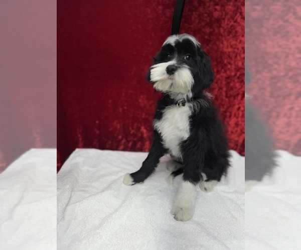 Medium Photo #1 Goldendoodle (Miniature) Puppy For Sale in DETROIT, MI, USA