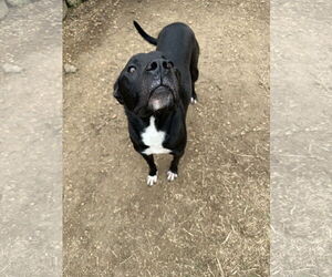 American Staffordshire Terrier-Unknown Mix Dogs for adoption in Jackson, MS, USA