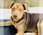 Small #10 Mutt