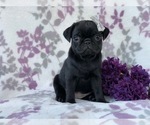 Small Photo #12 Pug Puppy For Sale in LAKELAND, FL, USA