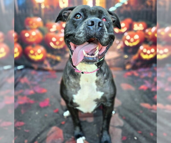 Medium Photo #1 Mutt Puppy For Sale in Long Beach, CA, USA